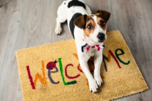 How Pets Can Affect Your Homeowner’s Insurance Rates